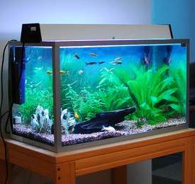 Large Aquariums in Rawalpindi & Islamabad