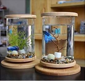 Mini Aquariums in Rawalpindi & Islamabad