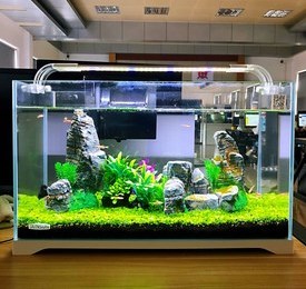 Medium Aquariums in Rawalpindi & Islamabad