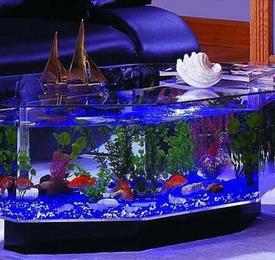 Uniquely Shaped Aquariums in Rawalpindi & Islamabad