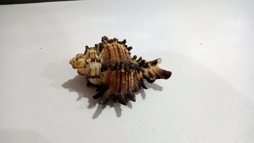 High Quality Beautiful Natural Shell for Aquariums