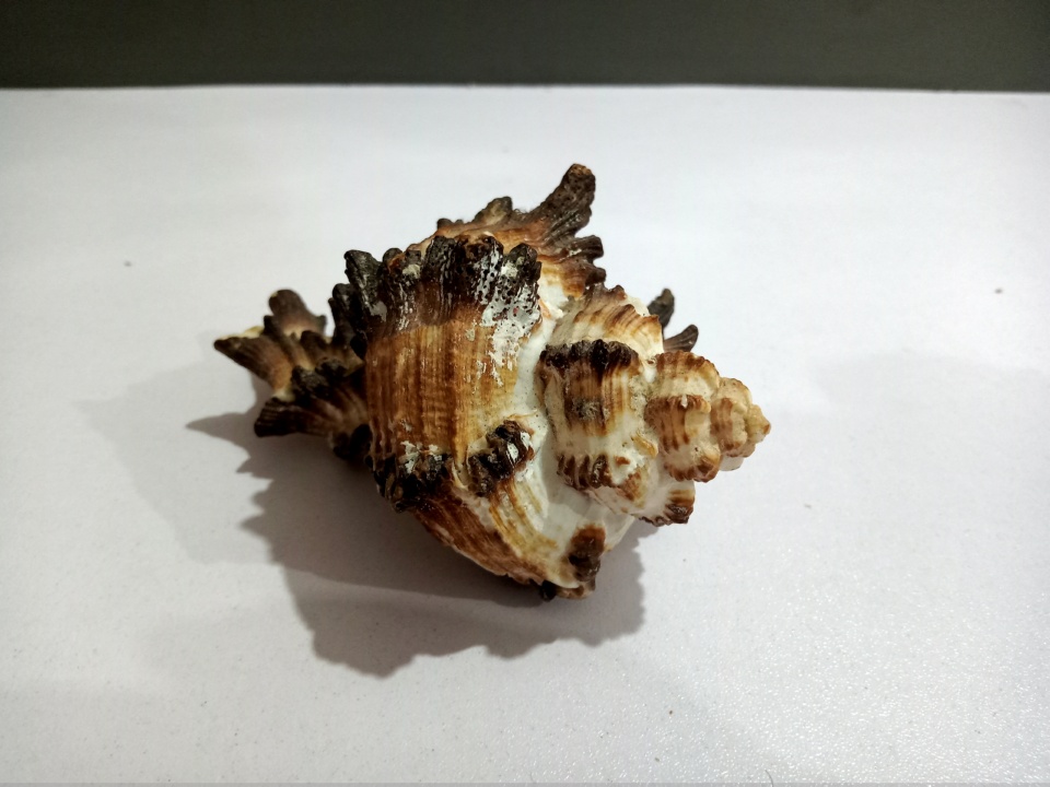 High Quality Beautiful Natural Shell for Aquariums