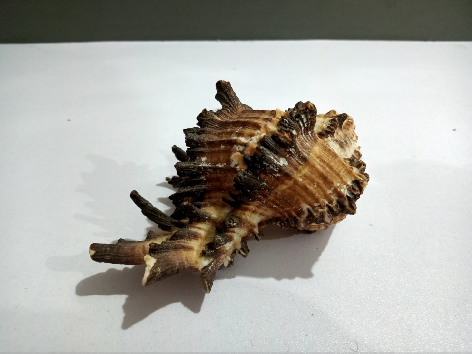 High Quality Beautiful Natural Shell for Aquariums