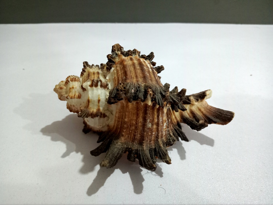 High Quality Beautiful Natural Shell for Aquariums