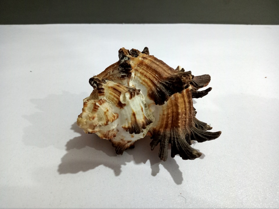 High Quality Beautiful Natural Shell for Aquariums
