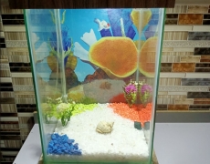 Beautiful Table Aquarium - Type 3 (1ft x 1ft x 1.5ft)