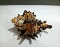 High Quality Beautiful Natural Shell for Aquariums