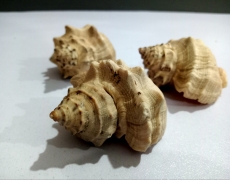 Good Quality Natural Shells for Aquariums - 3 Pieces