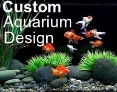 Custom Aquarium Design & Installation in Rawalpindi or Islamabad